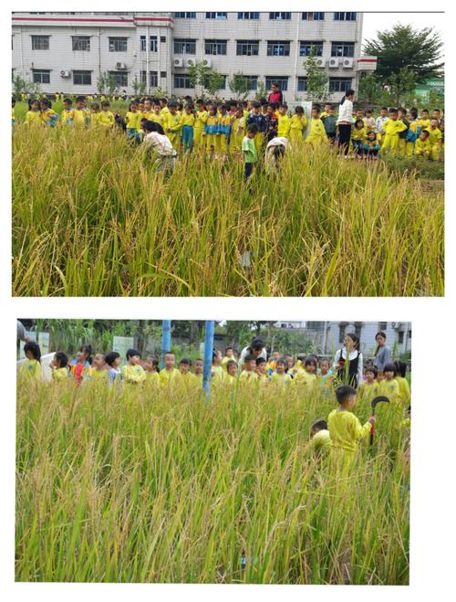 11 东耕幼儿园的老师和孩子们到园内种植水稻体验田去割稻谷体验农家