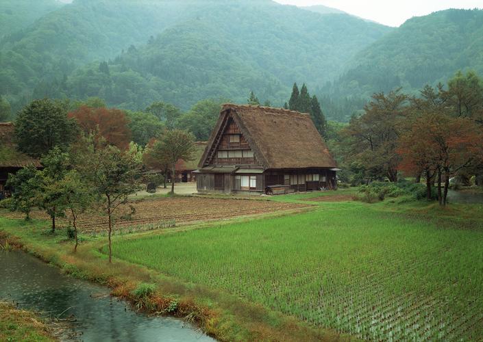水稻稻田图片(5)