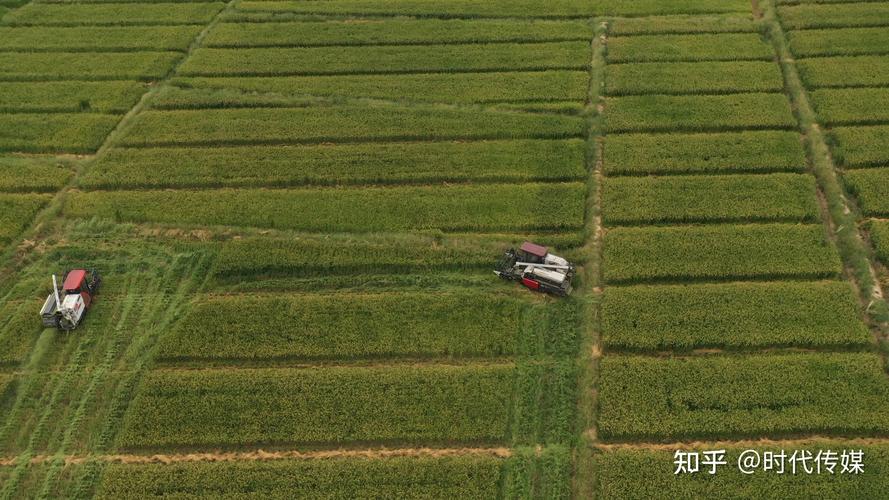农村部认定为首批"国家级杂交水稻种子生产基地县",2022年种植面积达