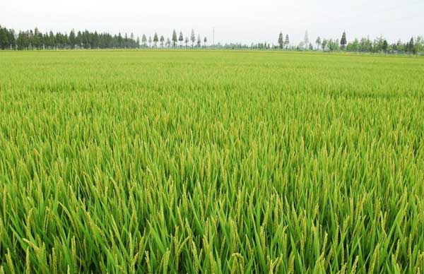 杂交水稻商业化制种简化解决方案成功发表